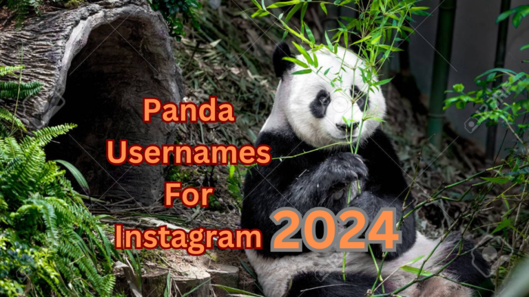 400+ Cool And Catchy Panda Usernames For Instagram 2024